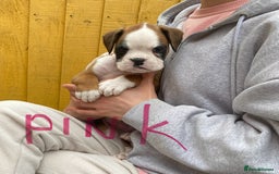 Boxer dogs for sale: Beautiful boxer puppies in Gainsborough  - Image 7