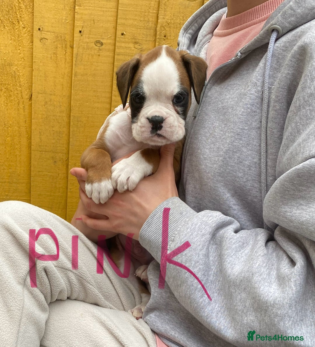 Boxer dogs for sale: Beautiful boxer puppies in Gainsborough  - Image 7