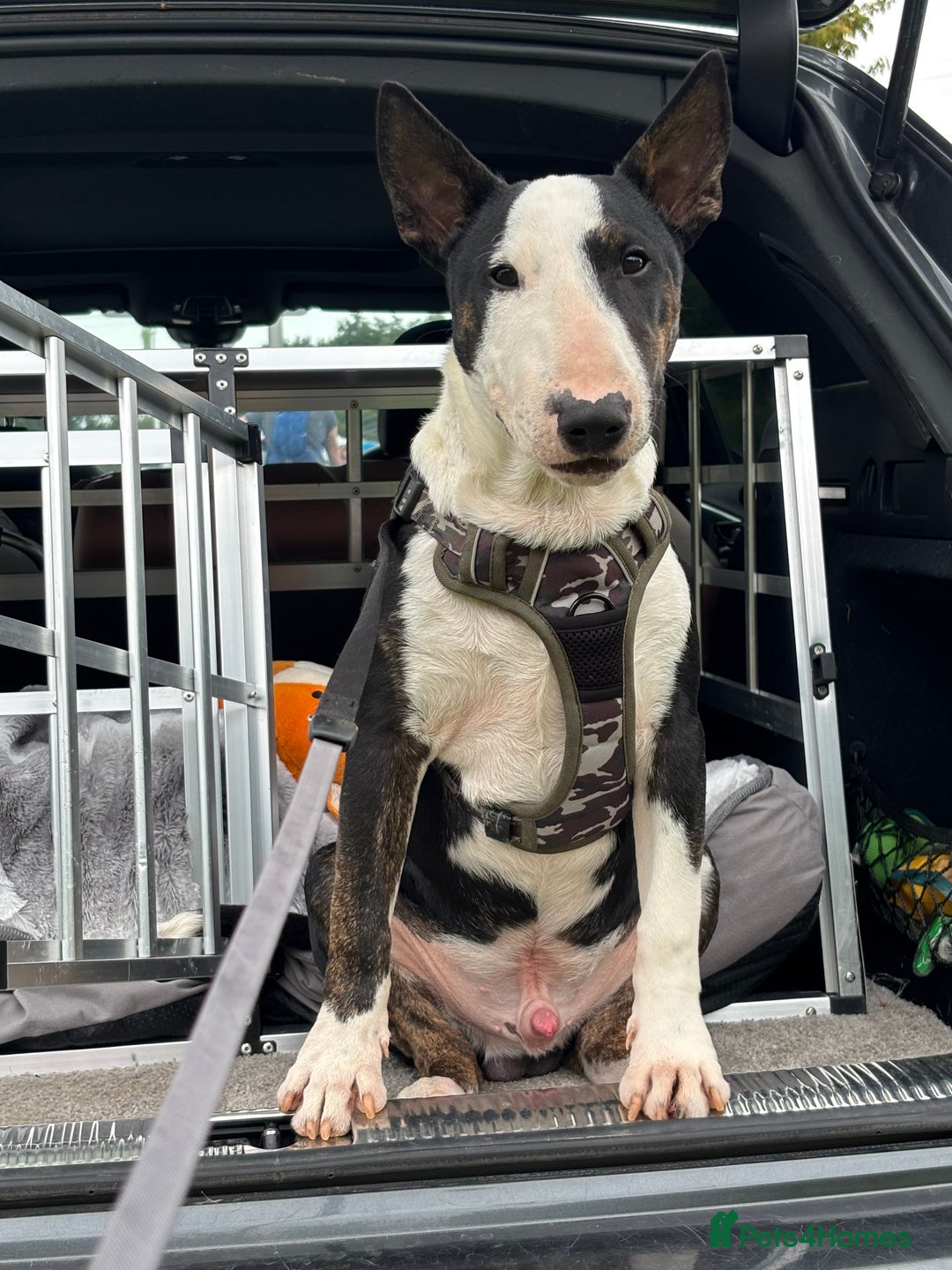Miniature Bull terrier dogs for sale: Miniature bull terrier - Image 4