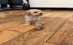 Cavapoo dogs for sale: Stunning Cavapoo puppies - Image 16