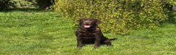 Labrador Retriever dogs for stud: Proven KC Reg Labrador health tested stud in Olney - Advert 7