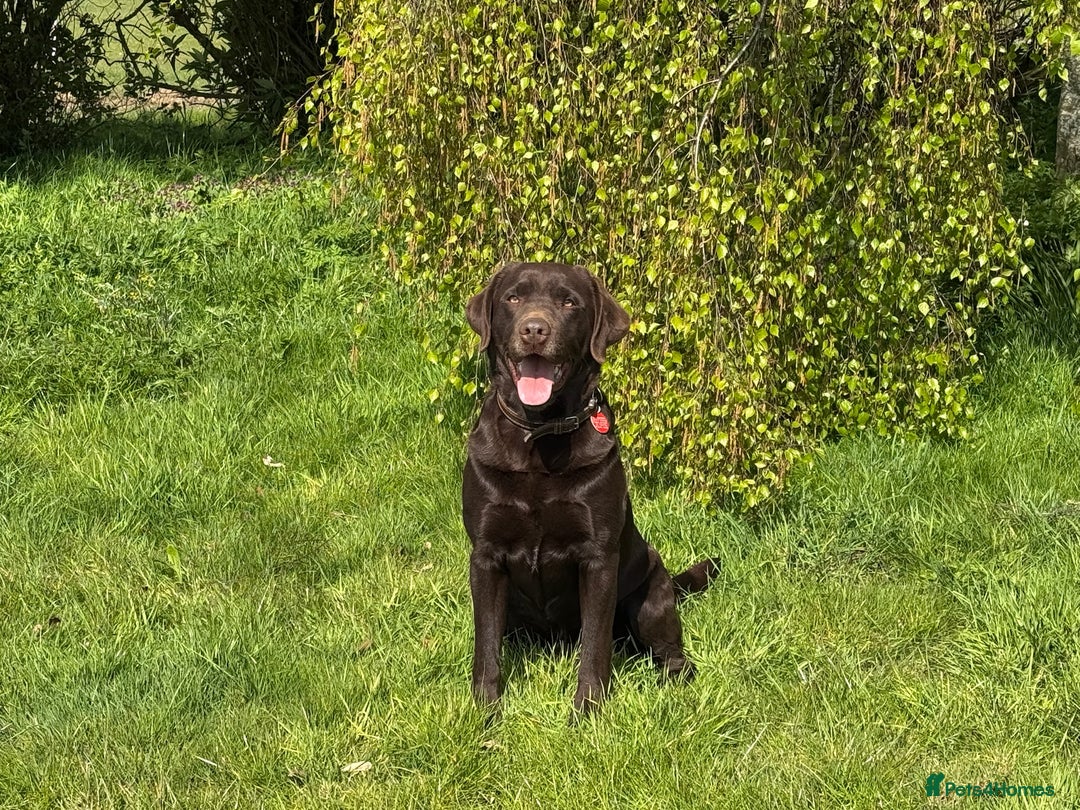 Labrador Retriever dogs for stud: Proven KC Reg Labrador health tested stud in Olney - Image 7