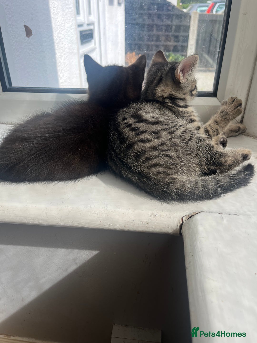 Mixed Breed cats for sale: Short hair and long hair kittens  - Image 2