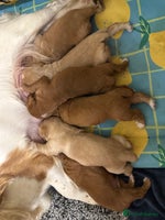 Cocker Spaniel dogs - Advert 11