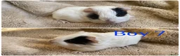 Mixed Breed rodents for sale: Girl and boy guinea for sale  - Advert 11