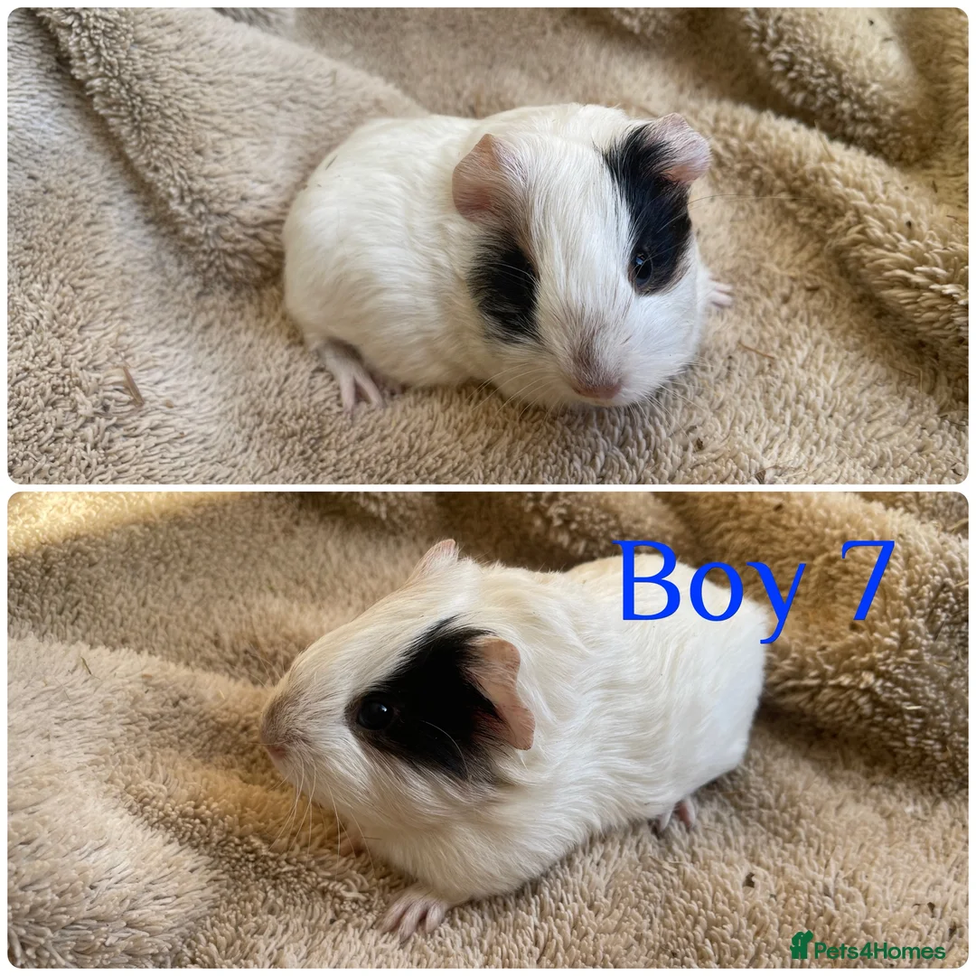 Mixed Breed rodents for sale: Girl and boy guinea for sale  - Advert 11
