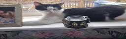 Mixed Breed cats for sale: 1 year old cat  in Beverley - Advert 1