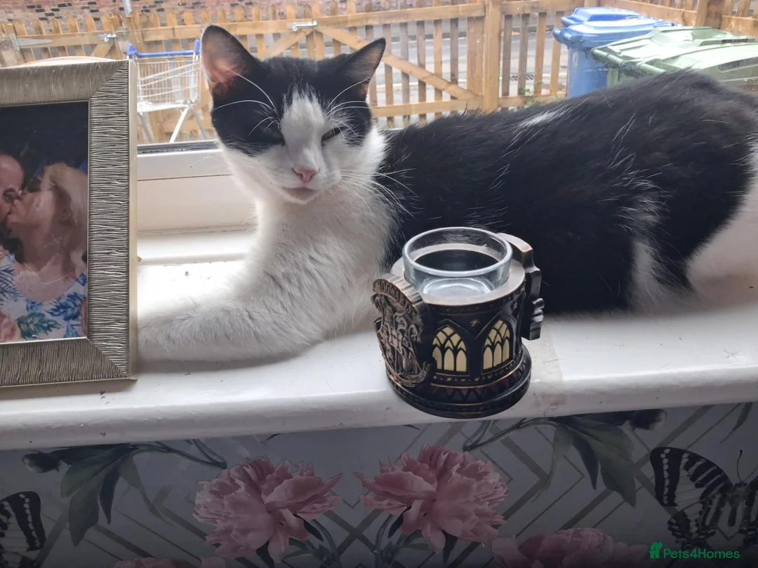 Mixed Breed cats for sale: 1 year old cat  in Beverley - Advert 1