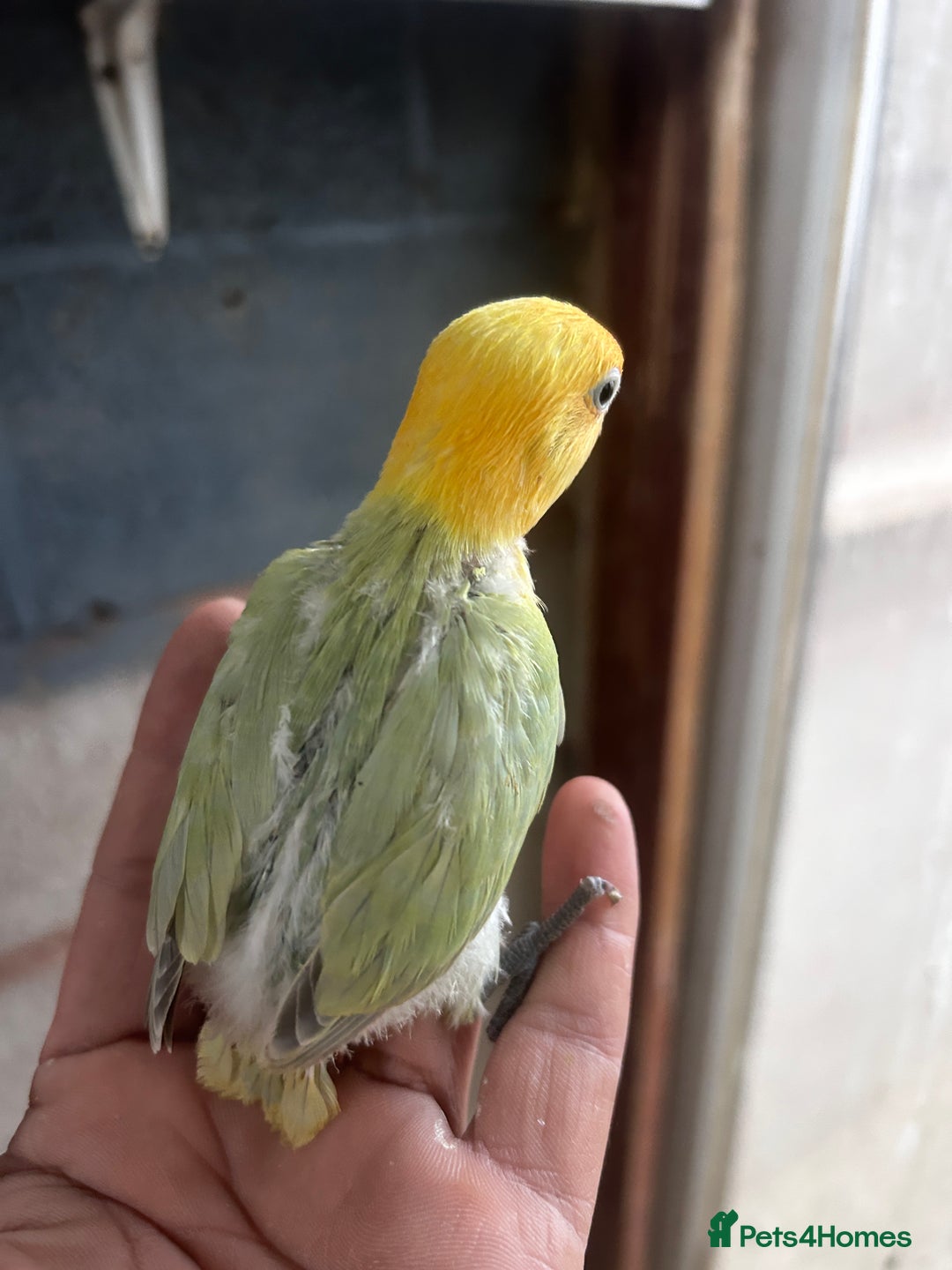 Lovebirds birds for sale: Beautiful Mutation fisher Lovebirds in Birmingham  - Advert 6