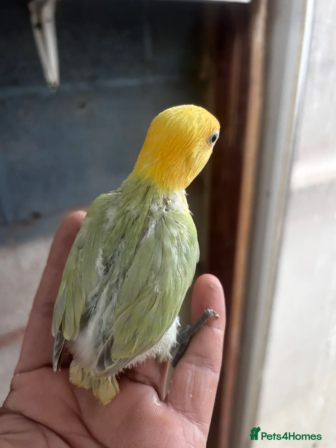 Lovebirds birds for sale: Beautiful Mutation fisher Lovebirds in Birmingham  - Advert 6