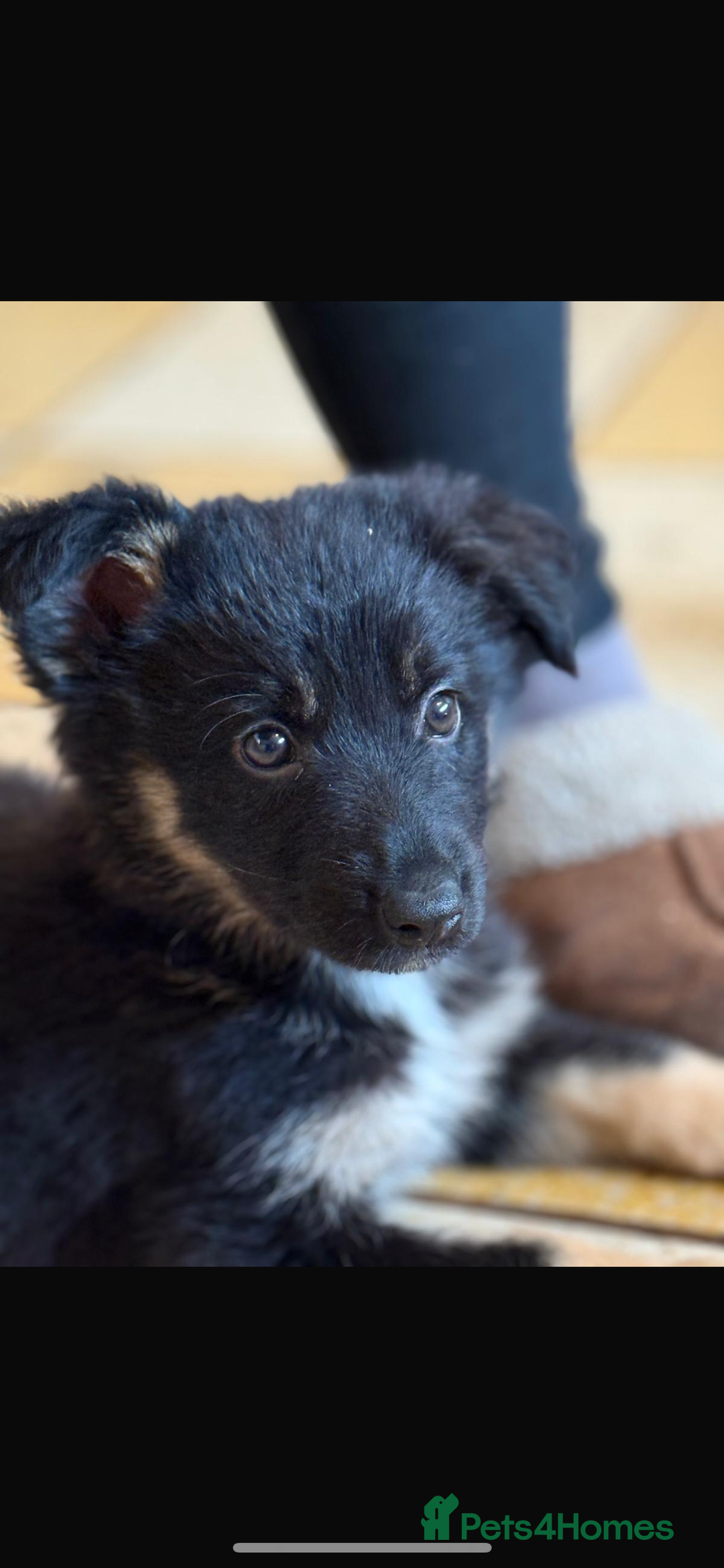 Mixed Breed dogs for sale: 🐶German Shepherd X Puppies🐶 - Image 1