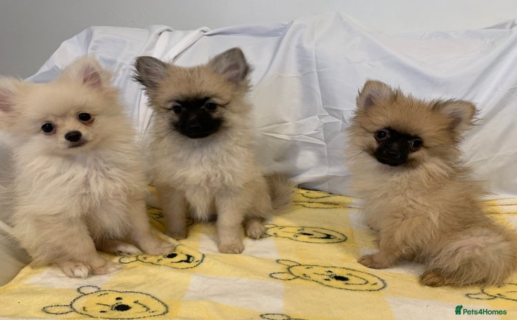 Pomeranian dogs - Advert 1