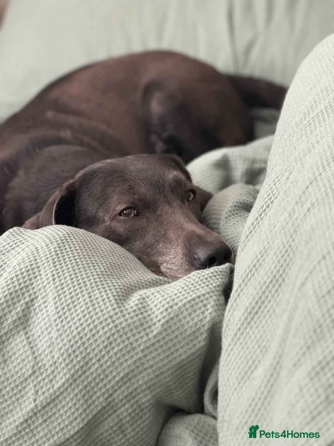 Labrador Retriever dogs for sale: KC Registered Labrador Charcoal Male - Advert 4