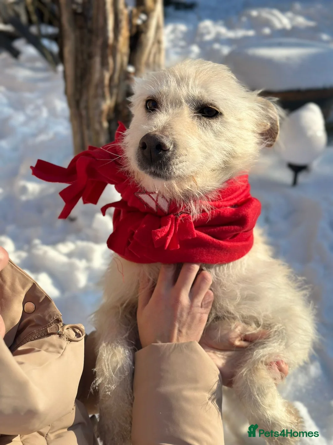 Mixed Breed dogs for adoption: 💖🐶 CLEOPATRA 🐶💖 - Advert 8