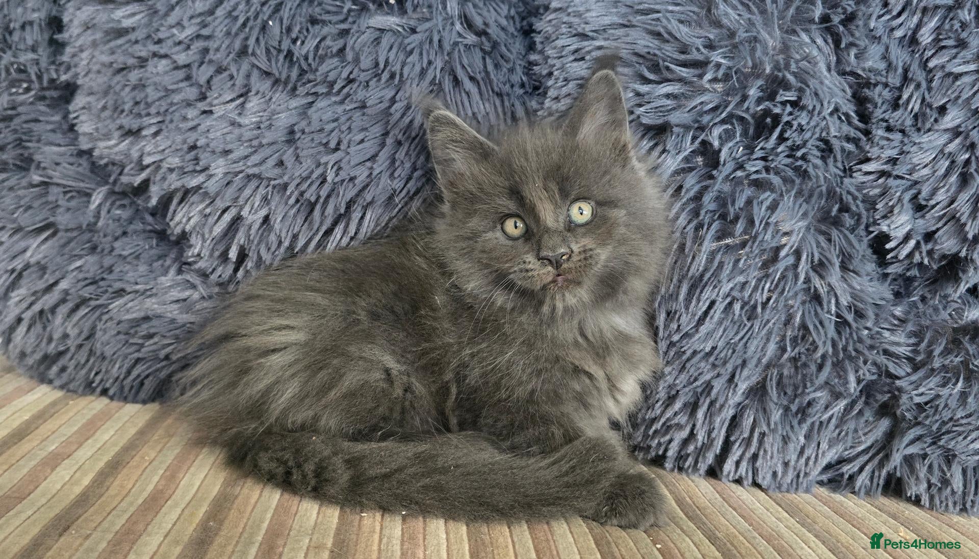 Maine Coon cats Maine coon kittens - Advert 1