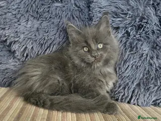 Maine Coon cats Maine coon kittens - Advert 1