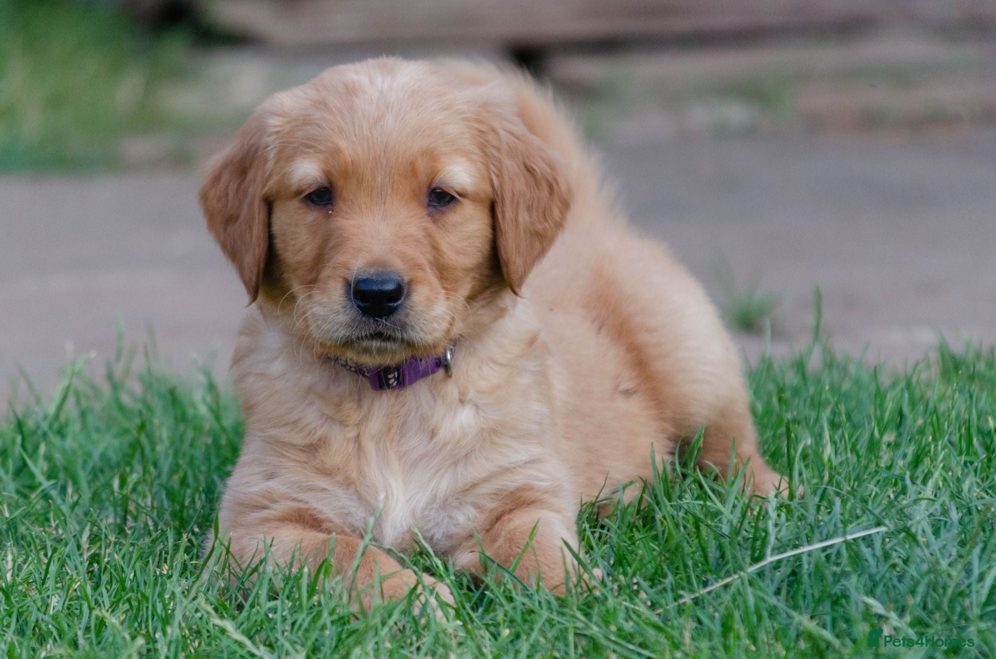 Golden Retriever dogs  GOLDEN RETREVER KC PUPPIES - Advert 17