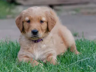 Golden Retriever dogs GOLDEN RETREVER KC PUPPIES - Advert 1
