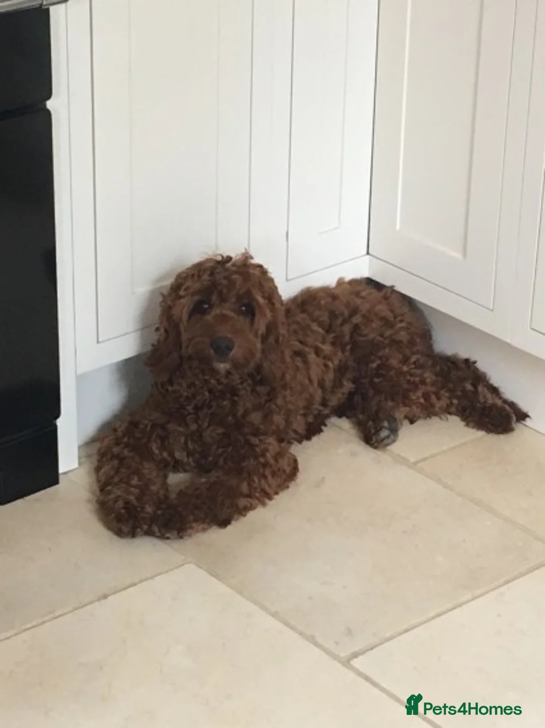 Cockapoo dogs for stud: STUD Red F1Cockerpoo in Matlock - Advert 6