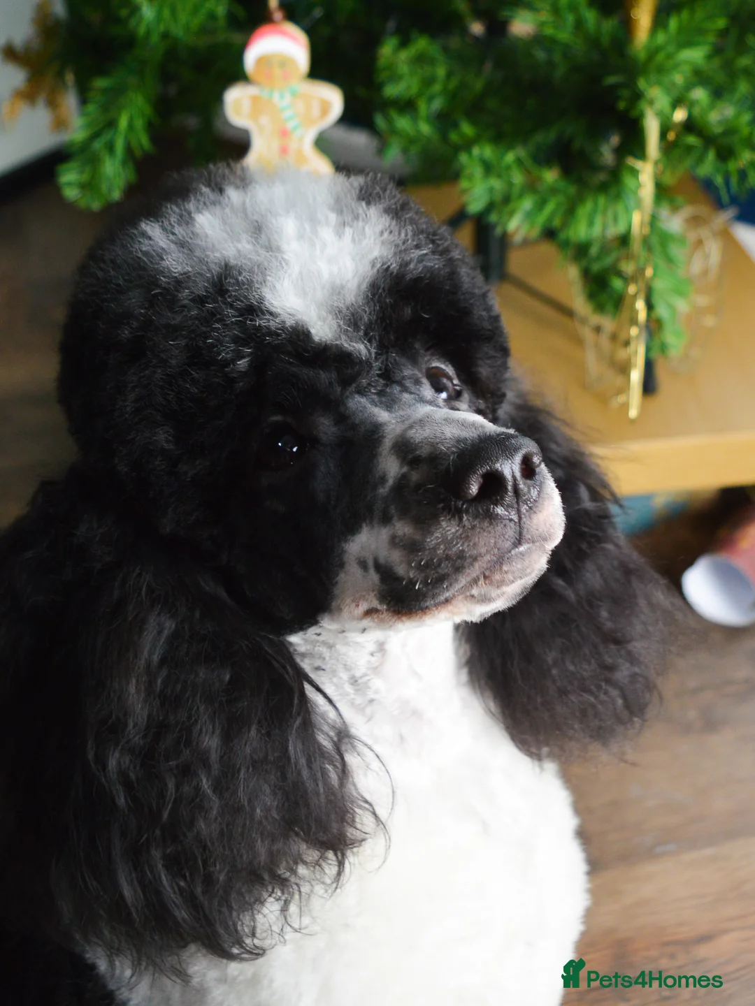 Miniature Poodle dogs for stud: Gorgeous Parti Miniature Poodle - Advert 16