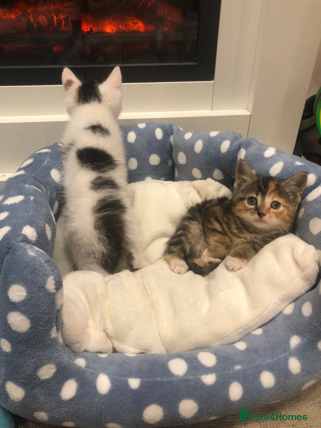 Mixed Breed cats for sale: Lovely kittens 8 weeks old  - Image 2