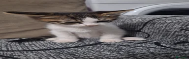 Domestic Shorthair 1