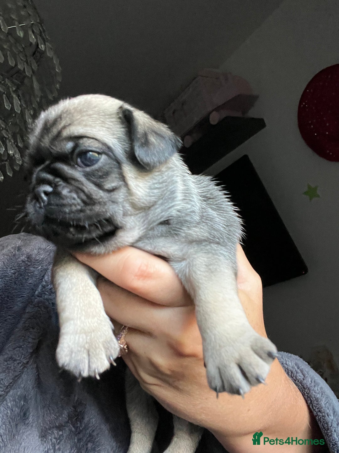 Pug dogs for sale: Rare apricot fawn female pug puppy ready now  - Advert 23