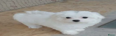 Maltese Puppy 2