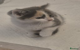 British Shorthair cats for sale: Beautiful loving kittens  - Image 12