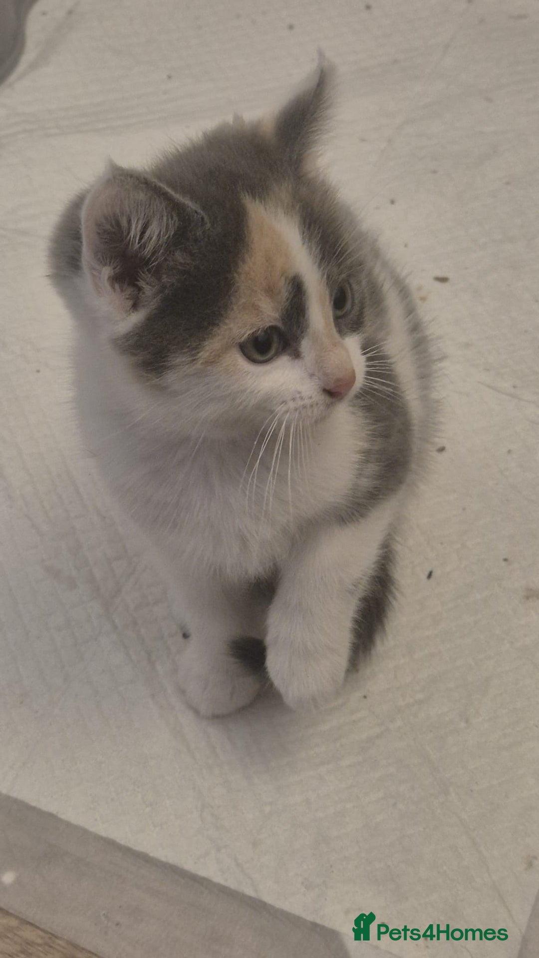 British Shorthair cats for sale: Beautiful loving kittens  - Image 12