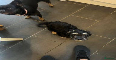 Mixed Breed dogs - Advert 3