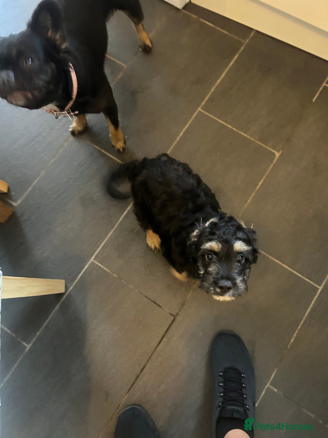 Mixed Breed dogs for sale: Forever home needed for 14 week old puppy - Image 3