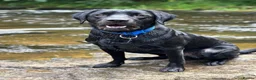 Labrador Retriever dogs for stud: Jack of Hearts available for STUD in Consett - Advert 3