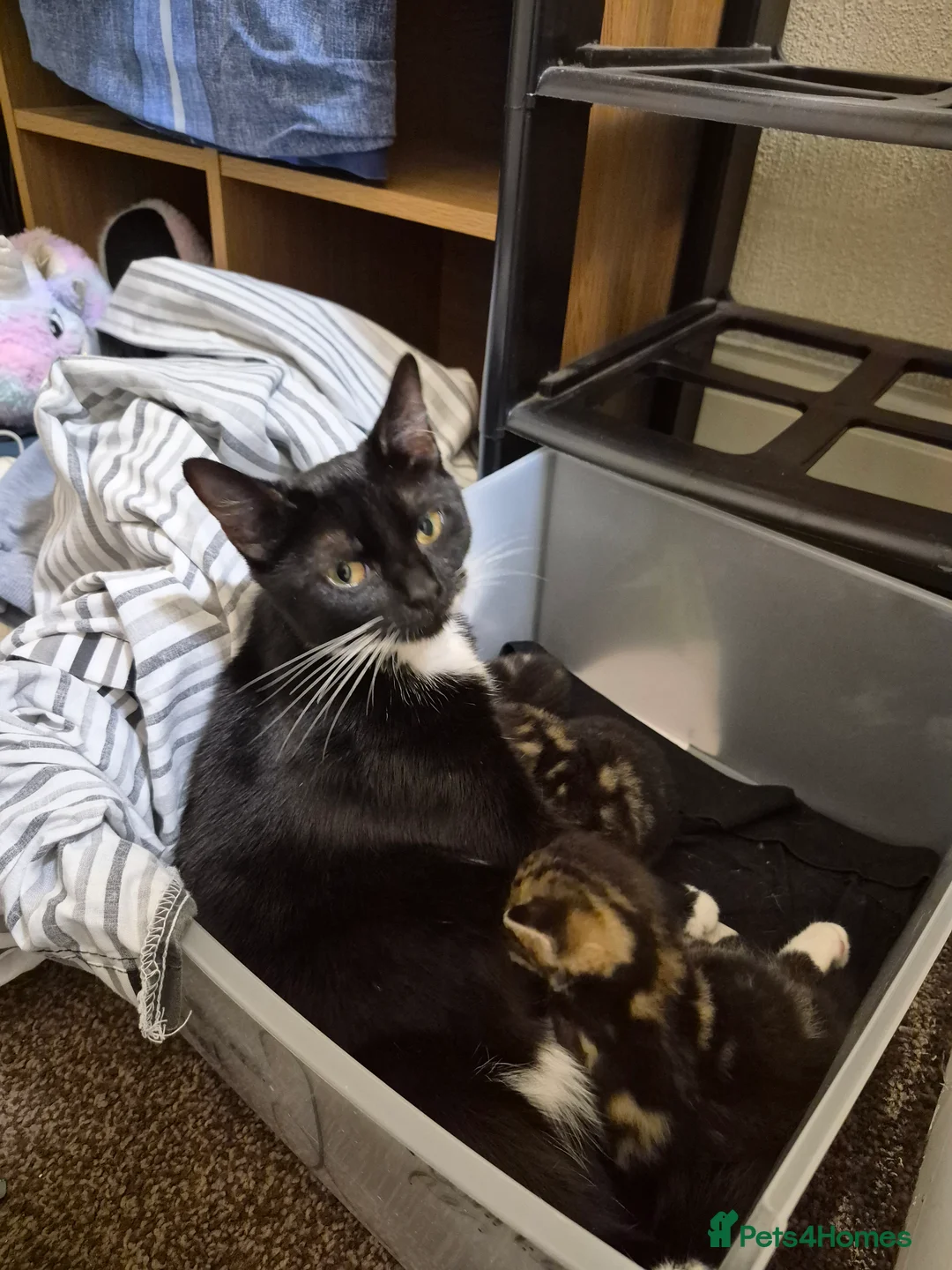 Domestic Shorthair cats for sale: Kitten called biscuit  - Advert 2
