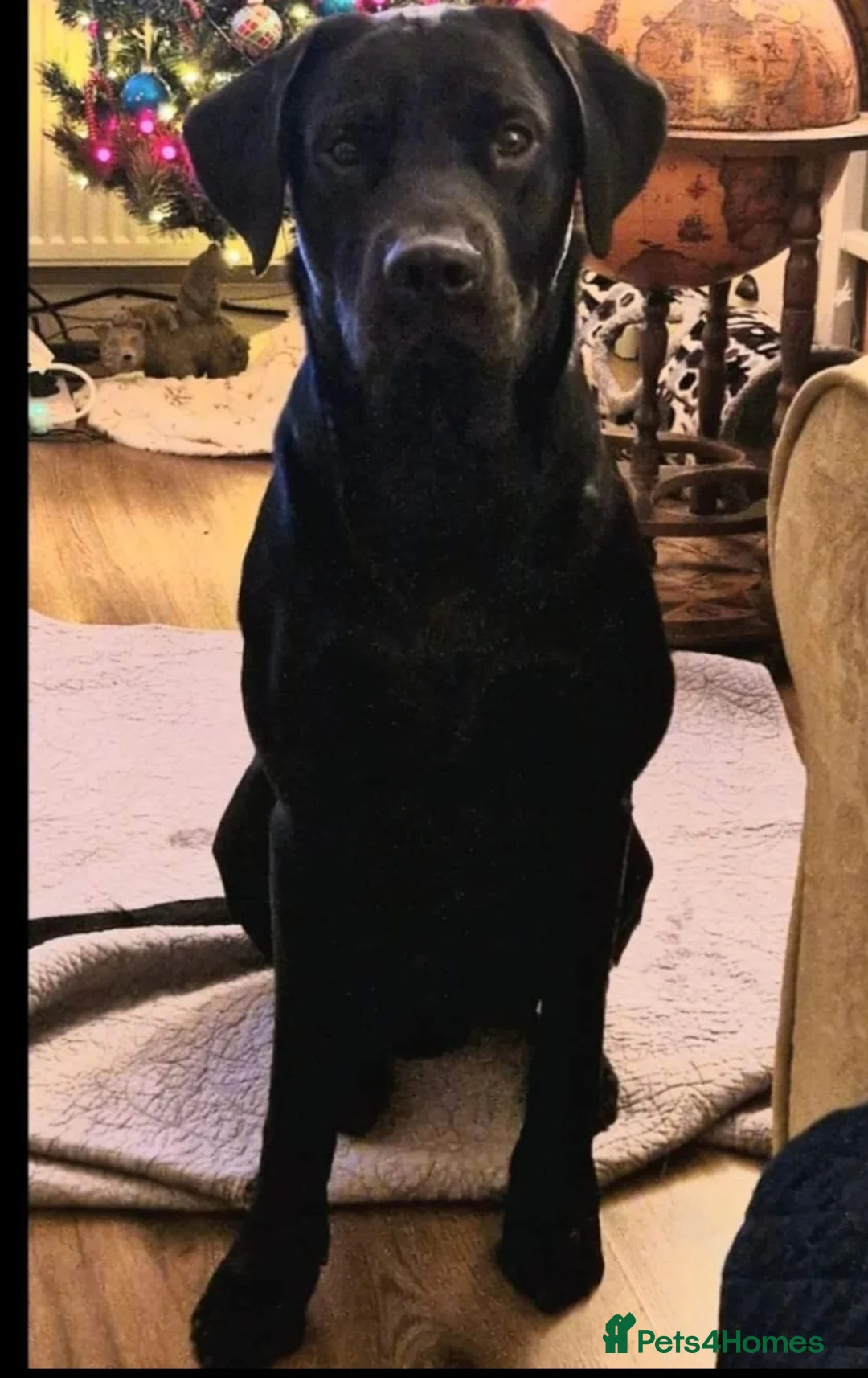 Labrador Retriever dogs for stud: Labrador Ret. 100%-success PROVEN KC/Health tested in Brecon - Advert 8