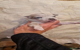 Chihuahua dogs for sale: Beautiful litter of 6 full chihuahuas  - Image 10