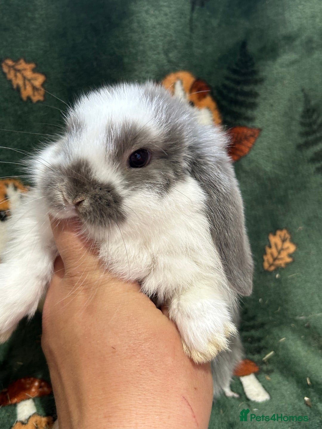 Mini Lop rabbits for sale: Beautiful Baby Mini lops ready now  - Image 5