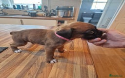 Boxer dogs for sale: Beautiful litter of KC reg bobtail boxer pups - Image 23