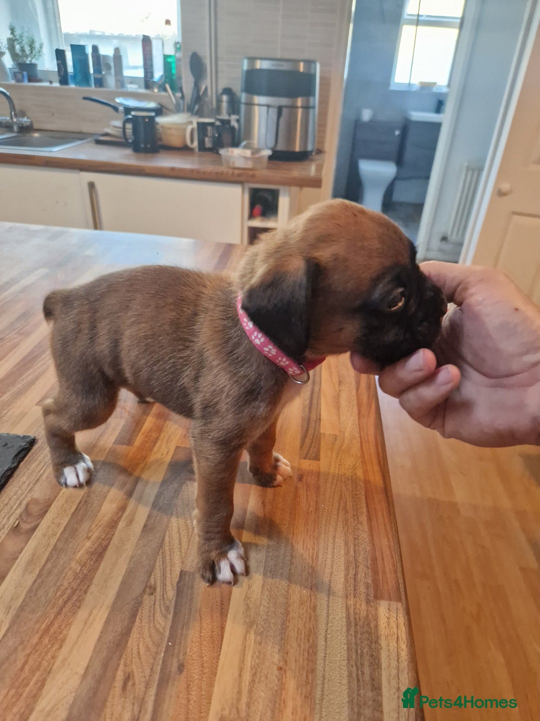 Boxer dogs for sale: Beautiful litter of KC reg bobtail boxer pups - Image 23