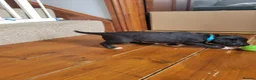 Mixed Breed dogs for sale: Bedlington whippet puppies  in Chulmleigh - Advert 12