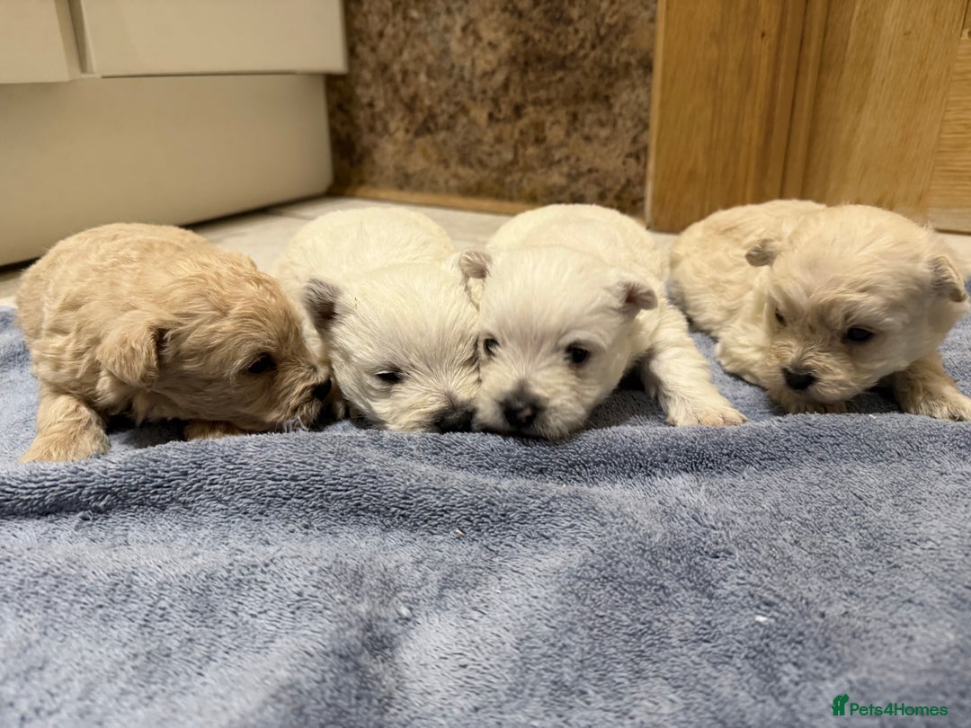 Mixed Breed dogs for sale: DNA Health tested Westie-poos  - Advert 6
