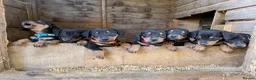 Mixed Breed dogs for sale: Dachshund X border collie - Advert 23