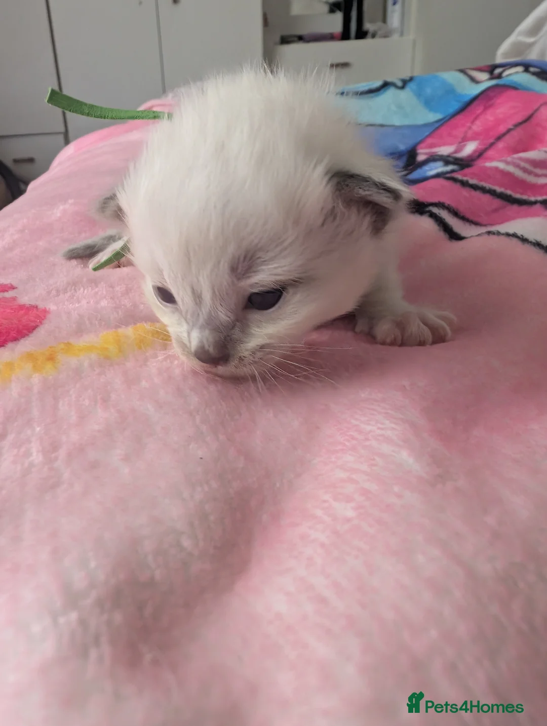 Ragdoll cats for sale: 6 beautiful ragdoll kittens  - Advert 2
