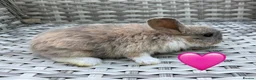 Mini Lop rabbits for sale: Pure bred mini lops - Advert 20