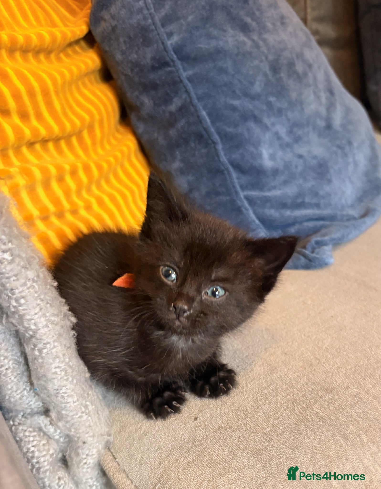 Mixed Breed cats for sale: Beautiful Kittens For Sale - Advert 15