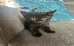 Bengal cats for sale: Bengal cross kittens  - Image 4