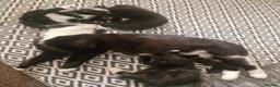 Mixed Breed cats for sale: 3 tuxedo kittens and 1 black kitten - Advert 6