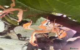 Stick Insects invertebrates for sale: 10 x Giant prickly stick insect (Nymphs)  in Paignton - Image 9