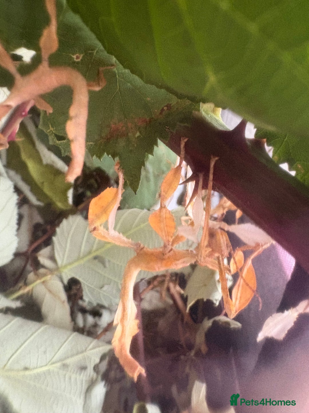 Stick Insects invertebrates for sale: 10 x Giant prickly stick insect (Nymphs)  in Paignton - Image 9