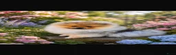 Pomeranian dogs for sale: Beautiful Pomeranian boy - Advert 1